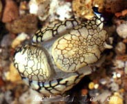 Photo: J. Dafni - Surf to the Sea Slug Forum